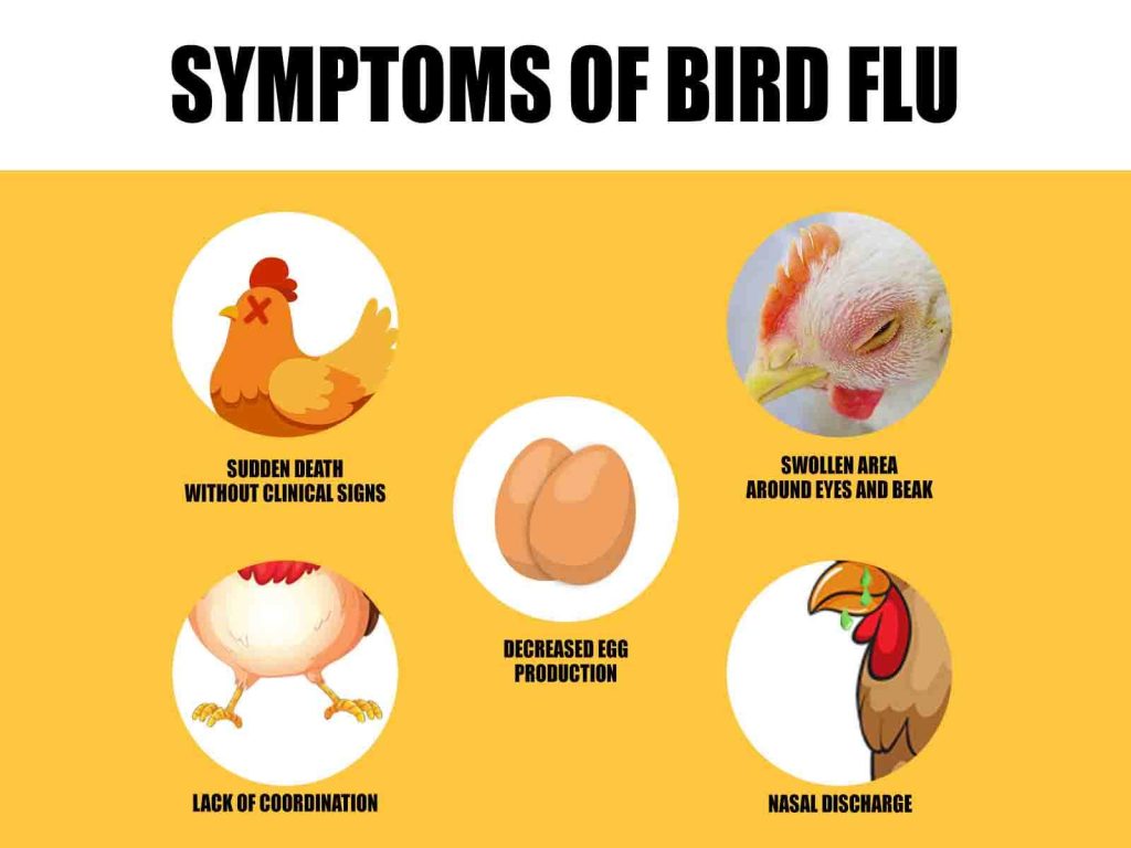 How to Spot Bird Flu Knowing the Signs