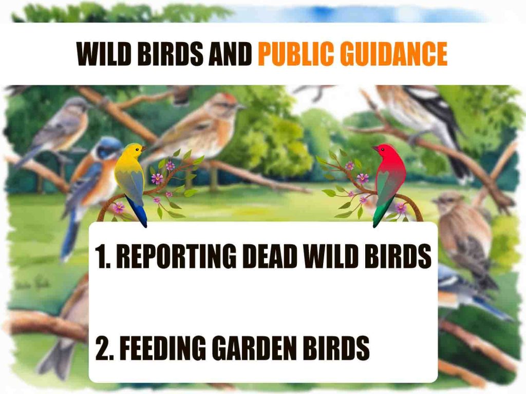 Wild Birds and Public Guidance