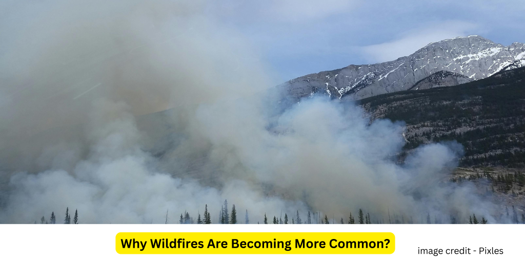 Dry grass and shrubs on a hillside catching fire, illustrating the increasing frequency of wildfires due to climate change and human activity.